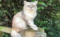 Scottish Fold cats for sale: ONE GORGEOUS SCOTTISH FOLD X CHINCHILLA PERSIAN - Image 8