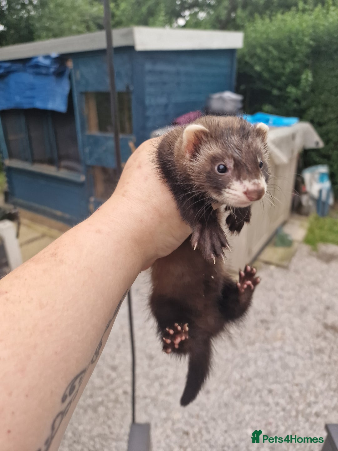 Ferret rodents for sale: Kits for sale - Image 2