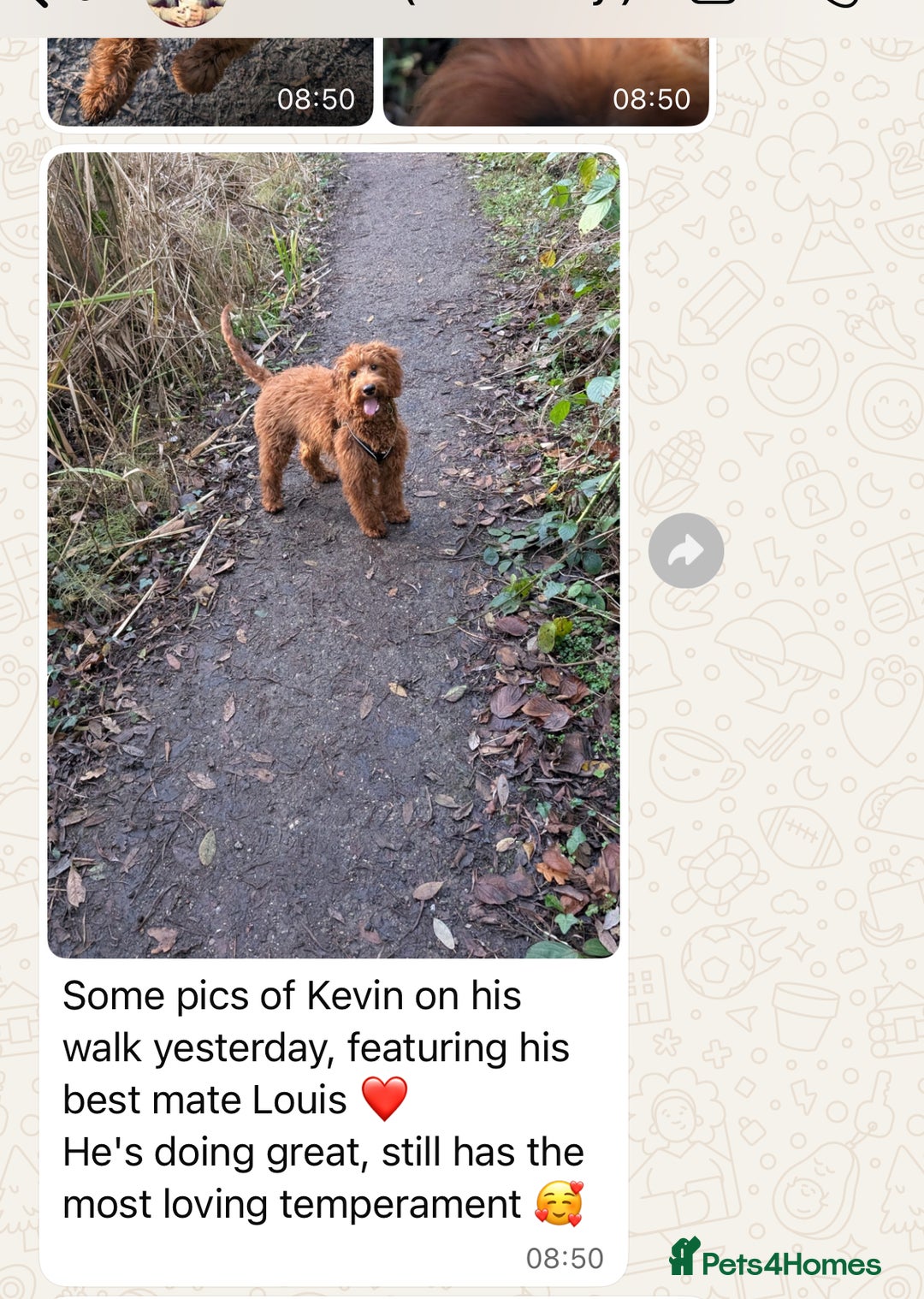 Goldendoodle dogs for sale: multigenerational Australian Red double doodles  - Advert 30