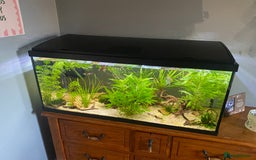 Other/Mixed Breed fish for sale: 180L tropical set up  - Image 1