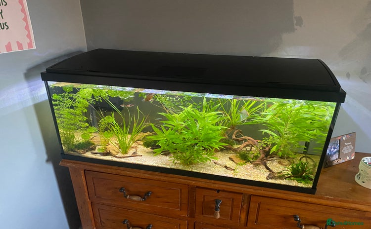 Other/Mixed Breed fish - Advert 1