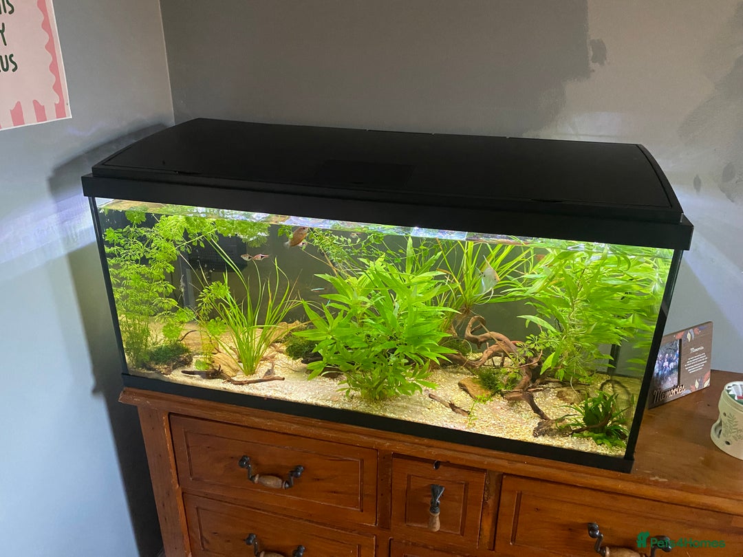 Other/Mixed Breed fish for sale: 180L tropical set up  - Image 1