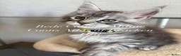 Maine Coon cats for sale: 🐾 Exceptional TICA Registered Maine Coon Kittens in Skegness - Advert 10