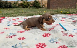 Miniature Dachshund dogs for sale: 5 beautiful chocolate and tan miniature dachshunds - Image 15