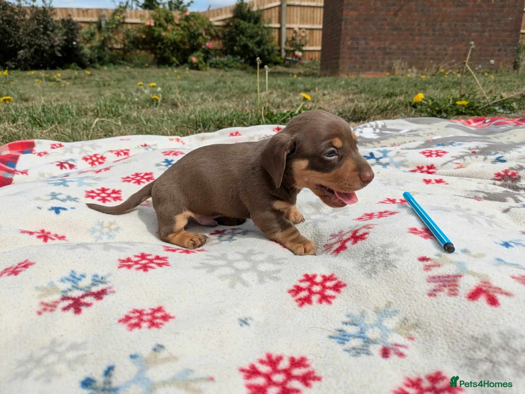 Miniature Dachshund dogs for sale: 5 beautiful chocolate and tan miniature dachshunds - Image 15