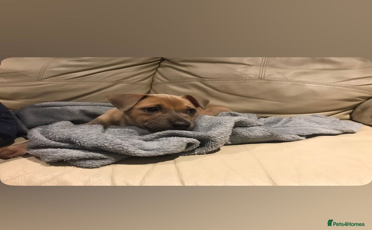 Mixed Breed dogs - Advert 1
