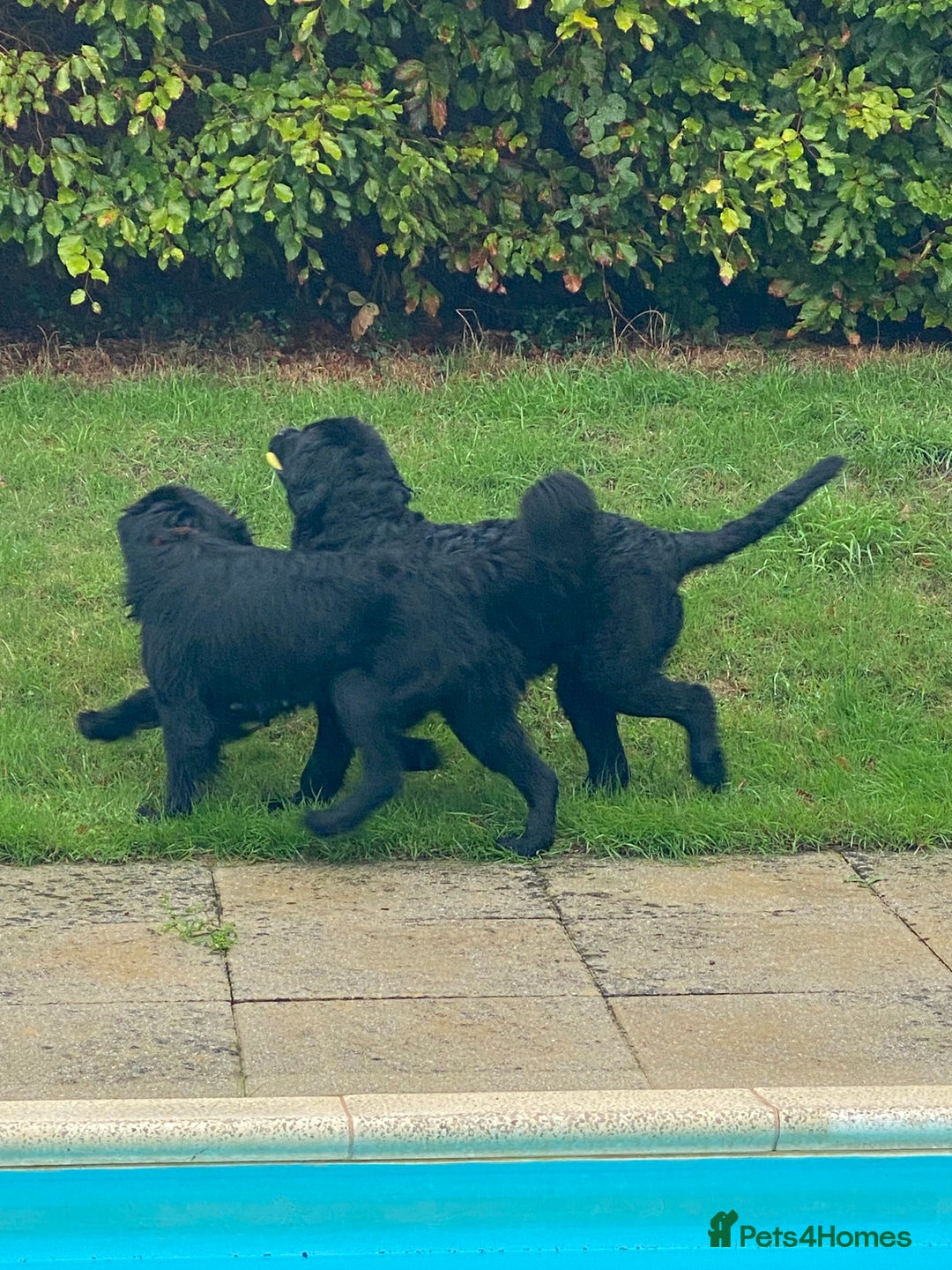 Newfoundland dogs for sale: GORGEOUS NEWFOUNDLAND SISTERs - Advert 2