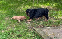 Cocker Spaniel dogs for stud: 100% SHOW TYPE, KC REGISTERED, 100% SUCCESS RATE in Crewe - Image 5