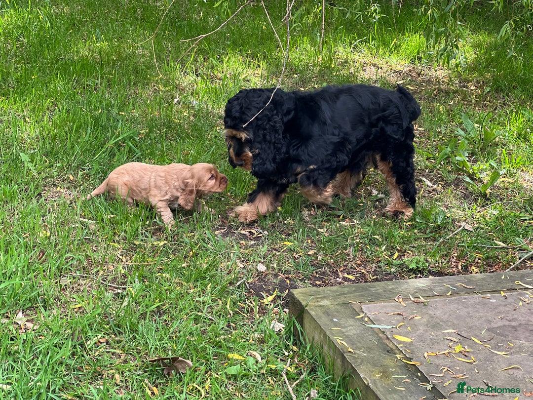 Cocker Spaniel dogs for stud: 100% SHOW TYPE, KC REGISTERED, 100% SUCCESS RATE in Crewe - Image 5