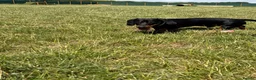 Dachshund dogs for sale: Male dachshund 10 months old  in Milton Keynes - Advert 5