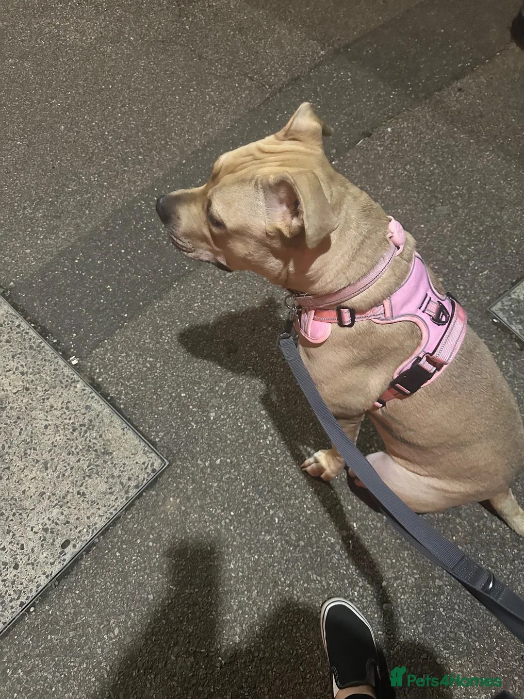 Mixed Breed dogs for sale: Honey 🍯 cane corso x staff - Advert 6
