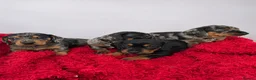 Miniature Dachshund dogs for sale: Miniature Dachshund Puppies, KC reg in Salford - Advert 2