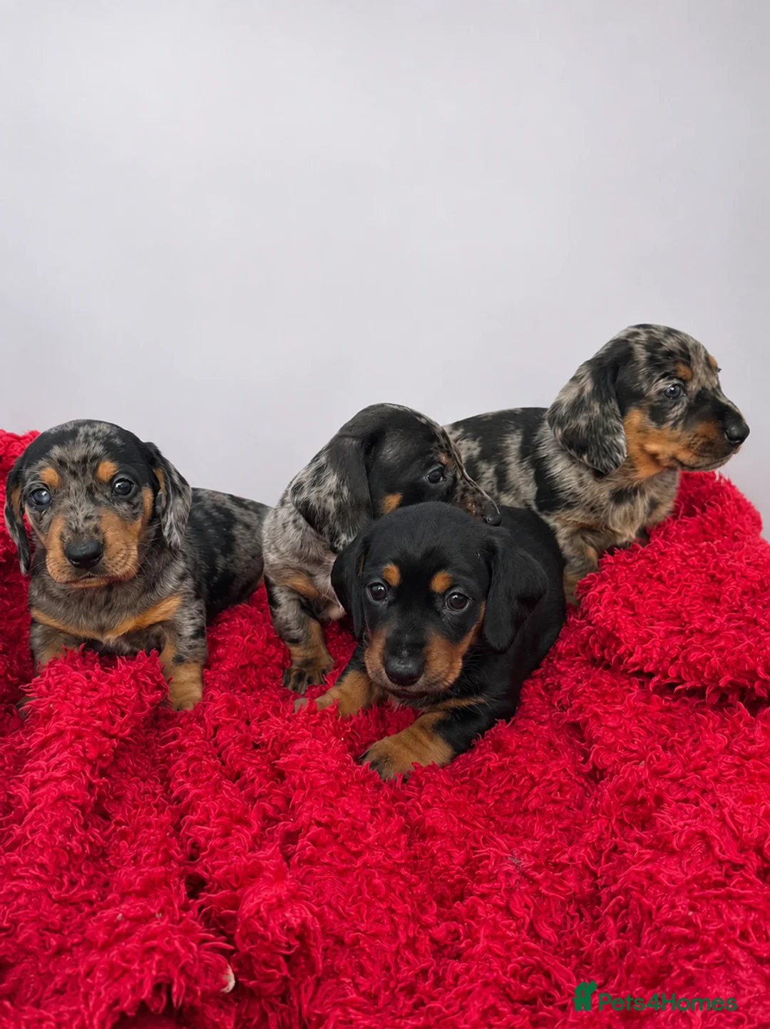 Miniature Dachshund dogs for sale: Miniature Dachshund Puppies, KC reg in Salford - Advert 2