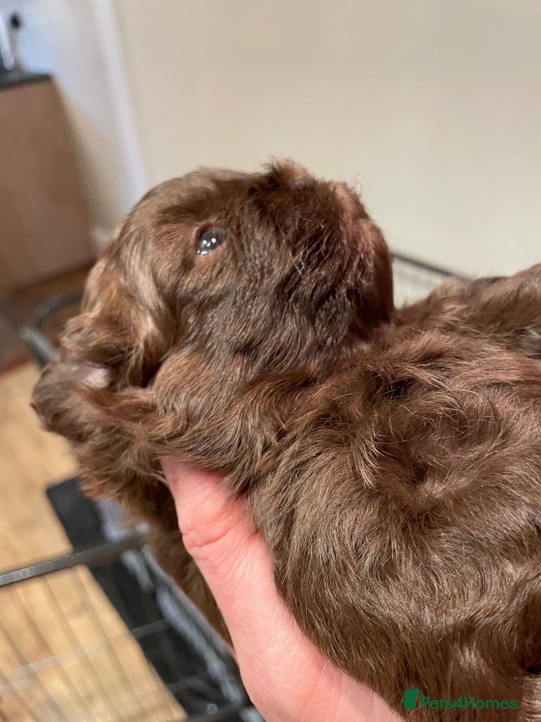 Shih Tzu dogs for sale: Imperial Shih Tzu  - Advert 2