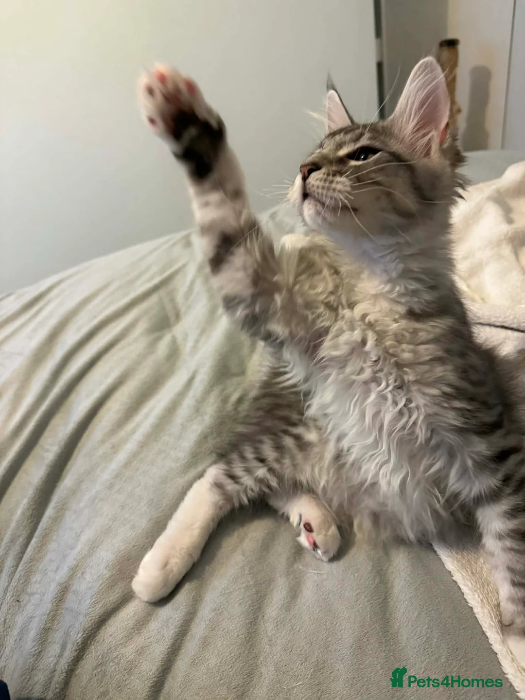 Maine Coon cats for sale: Last male TICA Pedigree Maine Coon Kitten - Advert 9