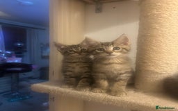 Maine Coon cats for sale: Beautiful tabby Maine Coon X kittens  - Image 11