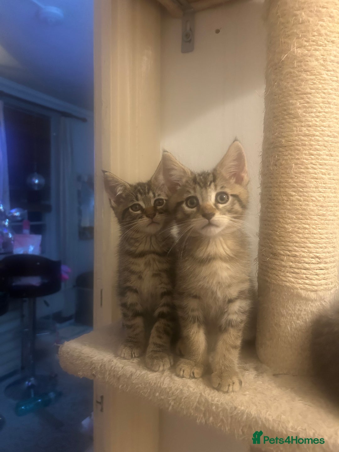 Maine Coon cats for sale: Beautiful tabby Maine Coon X kittens  - Image 11