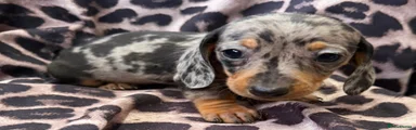 Miniature Dachshund Puppy 4