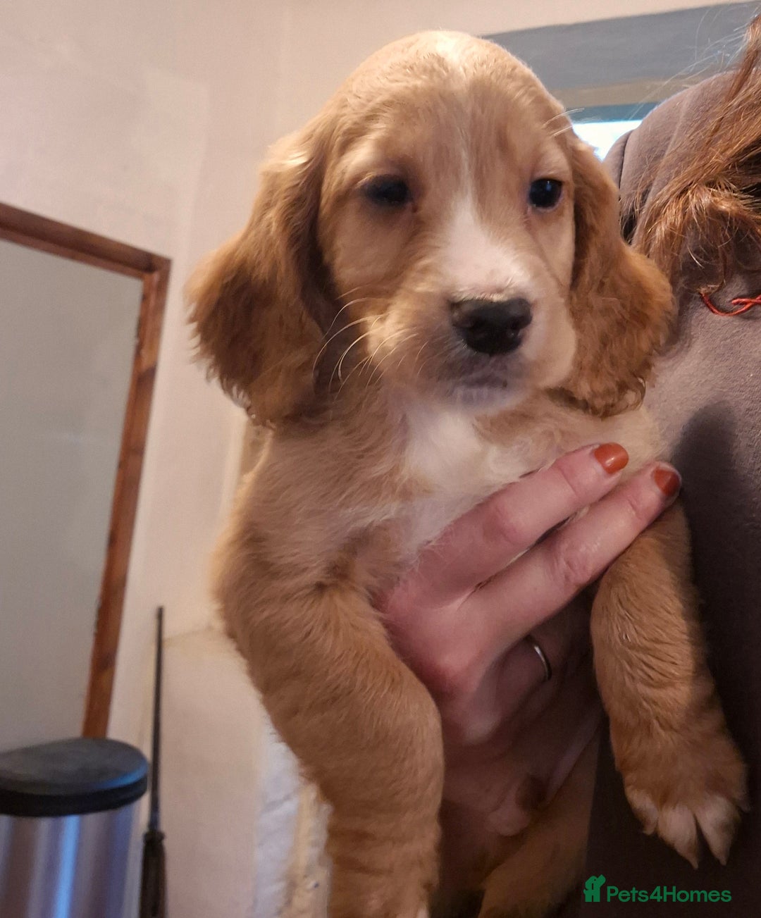 Cocker Spaniel dogs for sale: Beautiful kc working cocker spaniel puppies  - Image 16