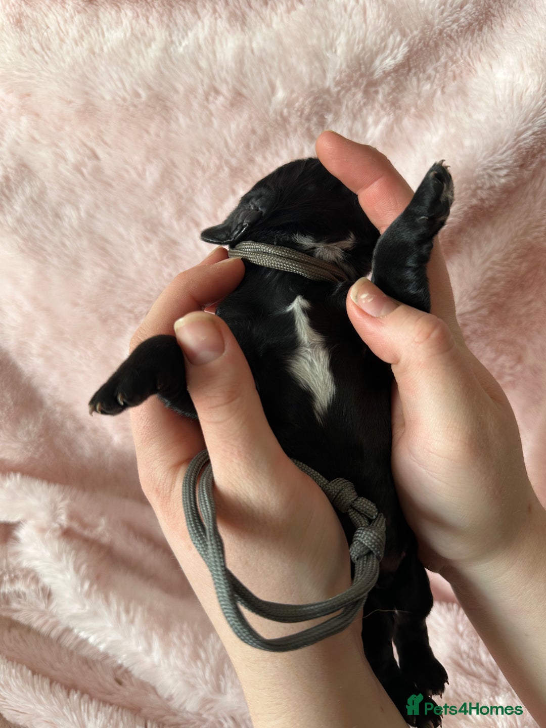 Cocker Spaniel dogs for sale: Cocker Spaniel Pups - Solid & Roan - Farlavale - Advert 4