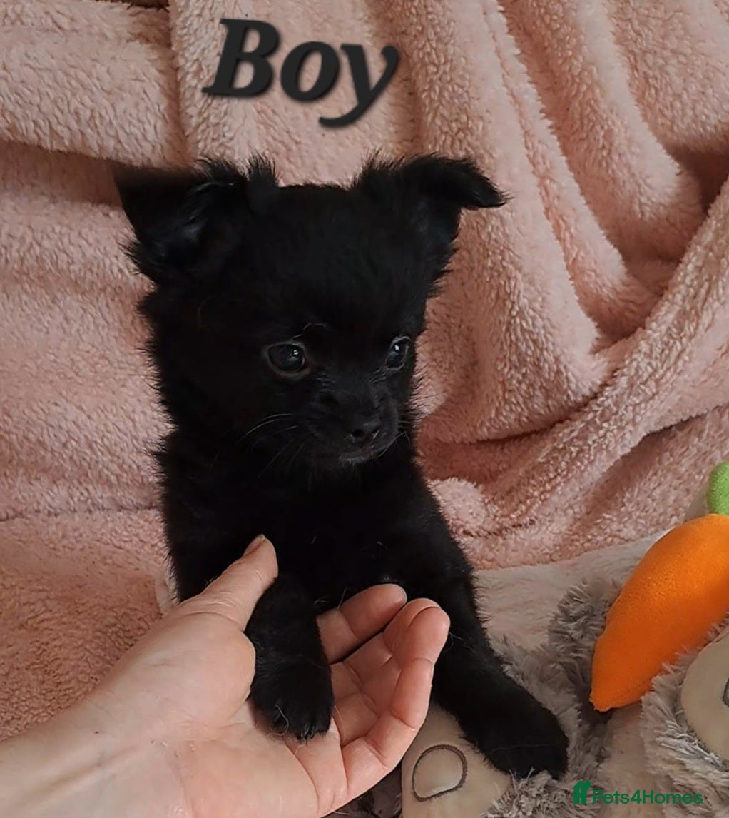 Chihuahua dogs Ready to leave 3 long coat chihuahua pups - Advert 18