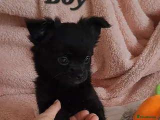 Chihuahua dogs Ready to leave 3 long coat chihuahua pups - Advert 18