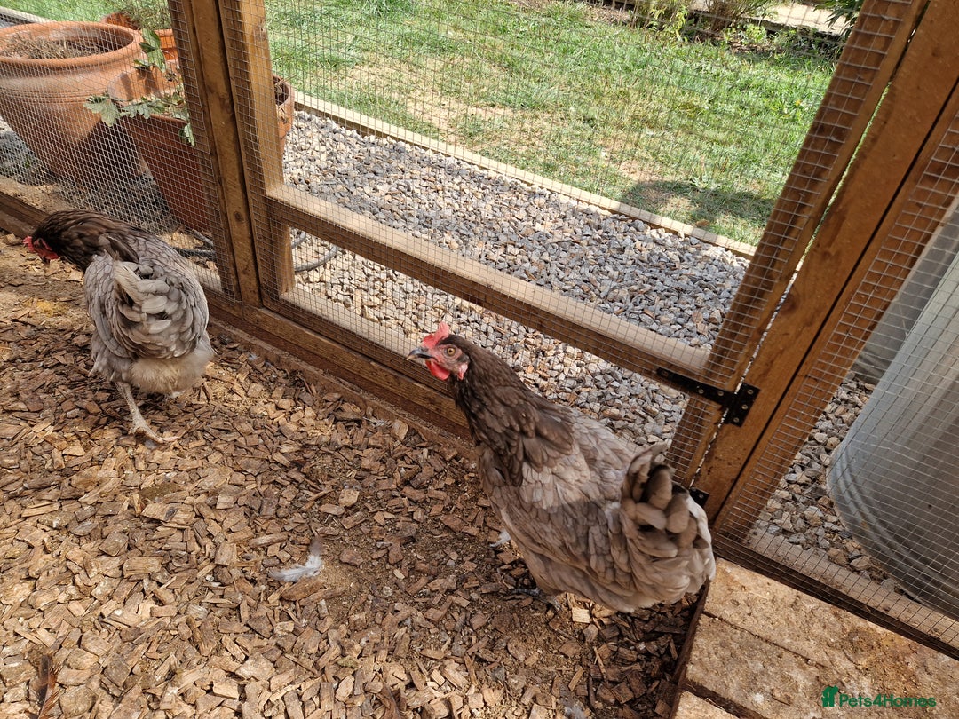 Chickens poultry for sale: Hybrid Chickens for sale  - Image 9