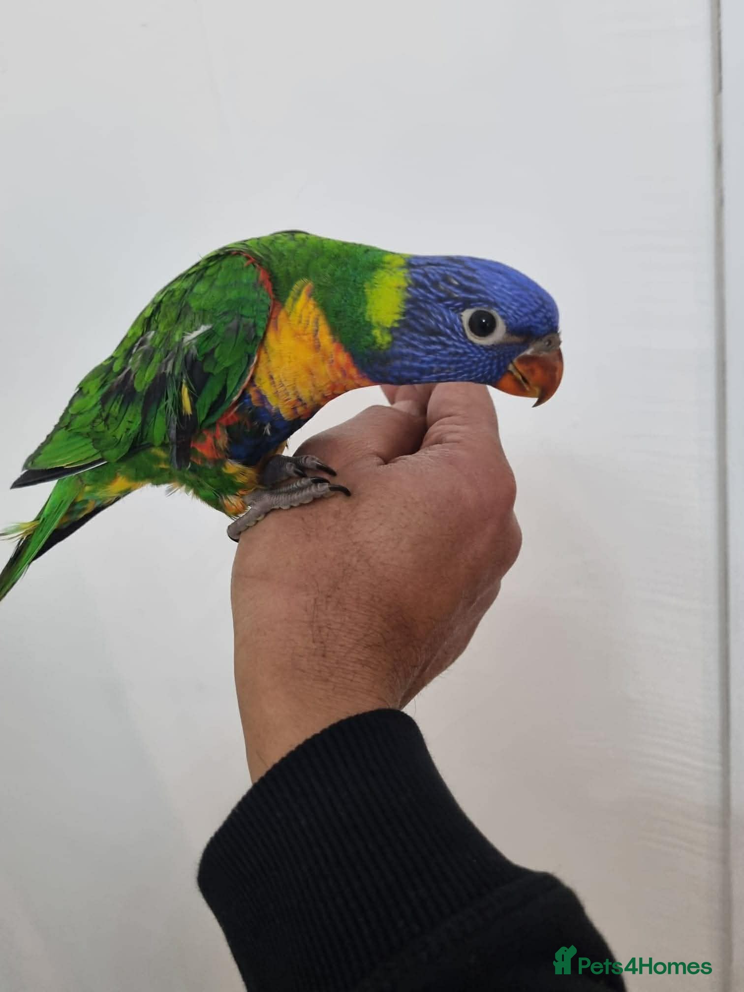 Lorikeets birds Beautiful Baby lorikeet Fully tame Dewsbury  - Advert 1