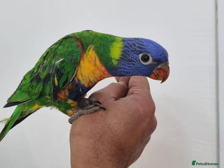 Lorikeets birds Beautiful Baby lorikeet Fully tame Dewsbury - Advert 3