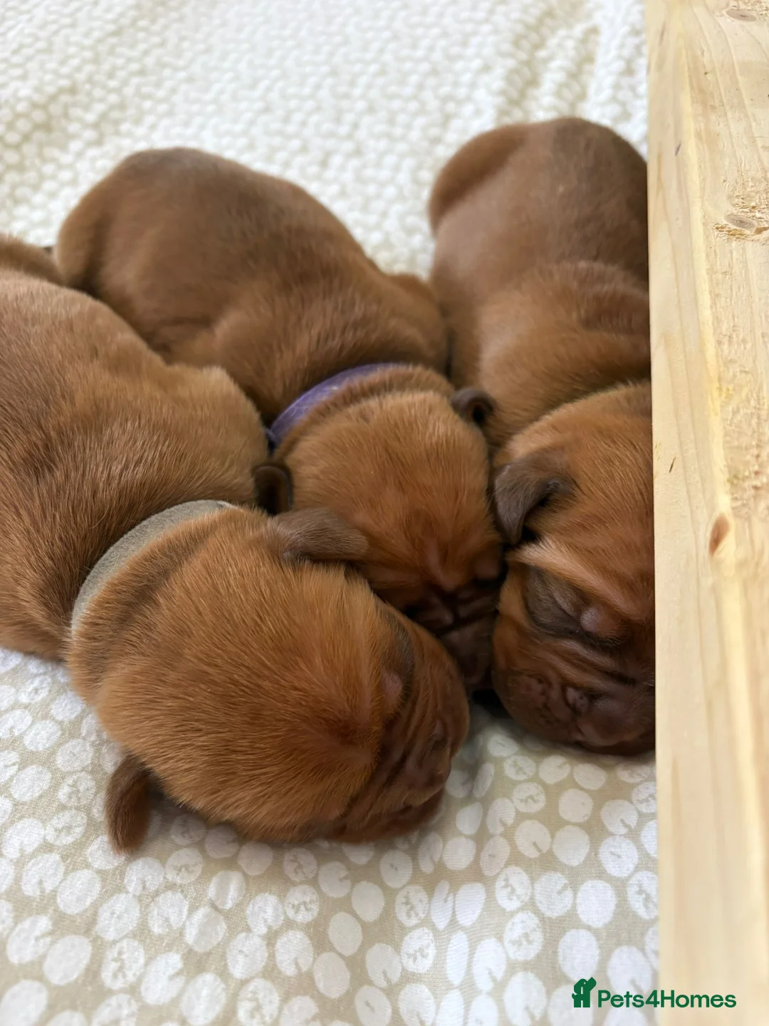 Dogue De Bordeaux dogs for sale: Outstanding Dogue de Bordeaux girls in Burnley - Advert 12