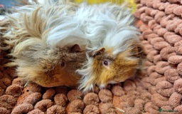 Guinea Pig rodents for sale: Pairs of lunkarya guinea pig babies in Saltburn-by-the-Sea - Image 7