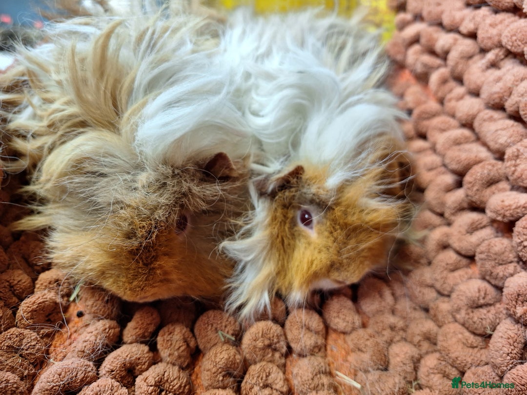 Guinea Pig rodents for sale: Pairs of lunkarya guinea pig babies in Saltburn-by-the-Sea - Image 7
