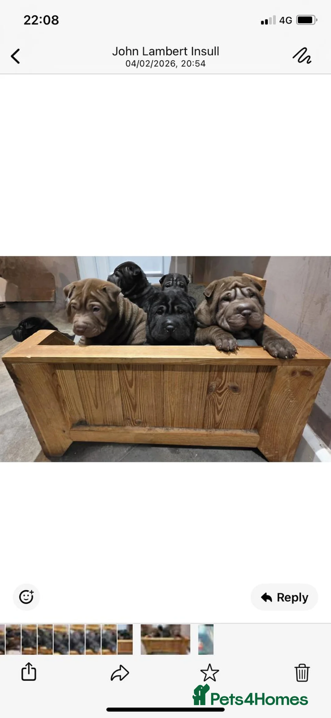Shar Pei dogs for sale: 5 girls and one boy - Advert 1