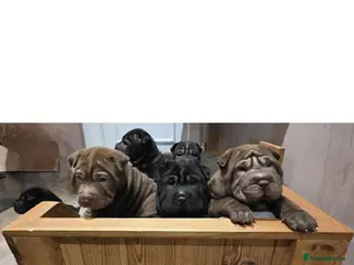 Shar Pei dogs 5 girls and one boy - Advert 2