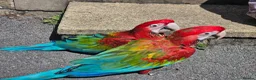 Macaws birds for sale: Gorgeous Baby Greenwing Macaws in Halifax - Advert 10
