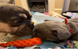 French Bulldog dogs for sale: Fabulous Frenchies ❤️ - Image 6