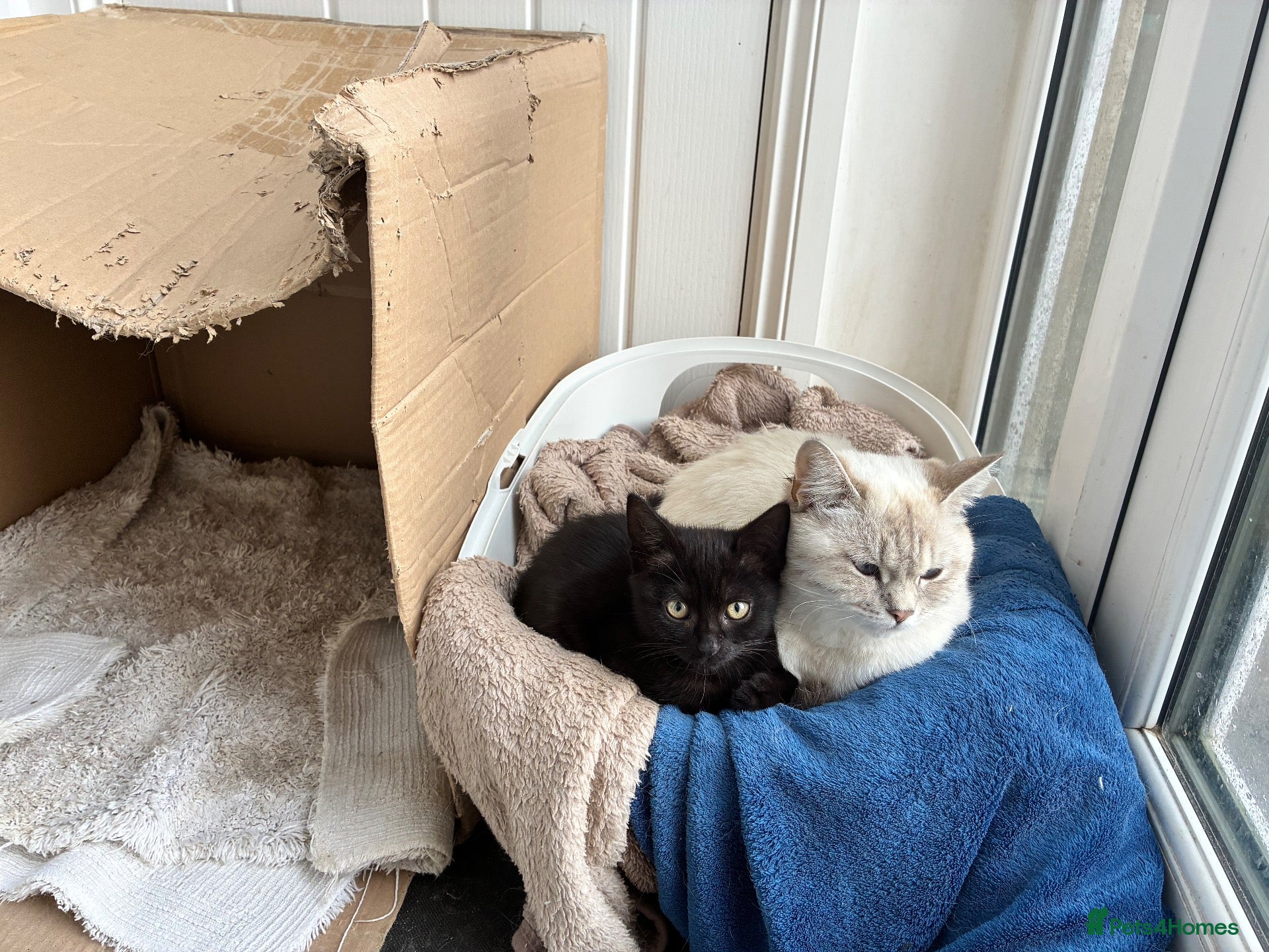 Mixed Breed cats 1 lovely kitten looking for new home - Advert 2