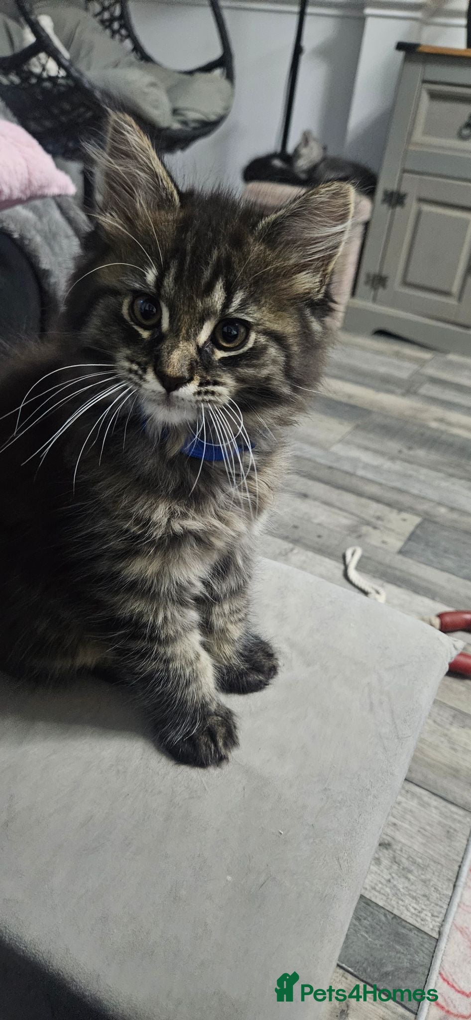 Maine Coon cats Stunning xl TICA Registered Maine coon Kittens  - Advert 1