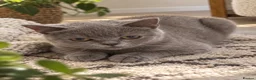 British Shorthair cats for sale: Beautiful BSH X girl 🌹 ‘Petal’ - Advert 2
