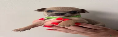 Chihuahua 3 green collar
