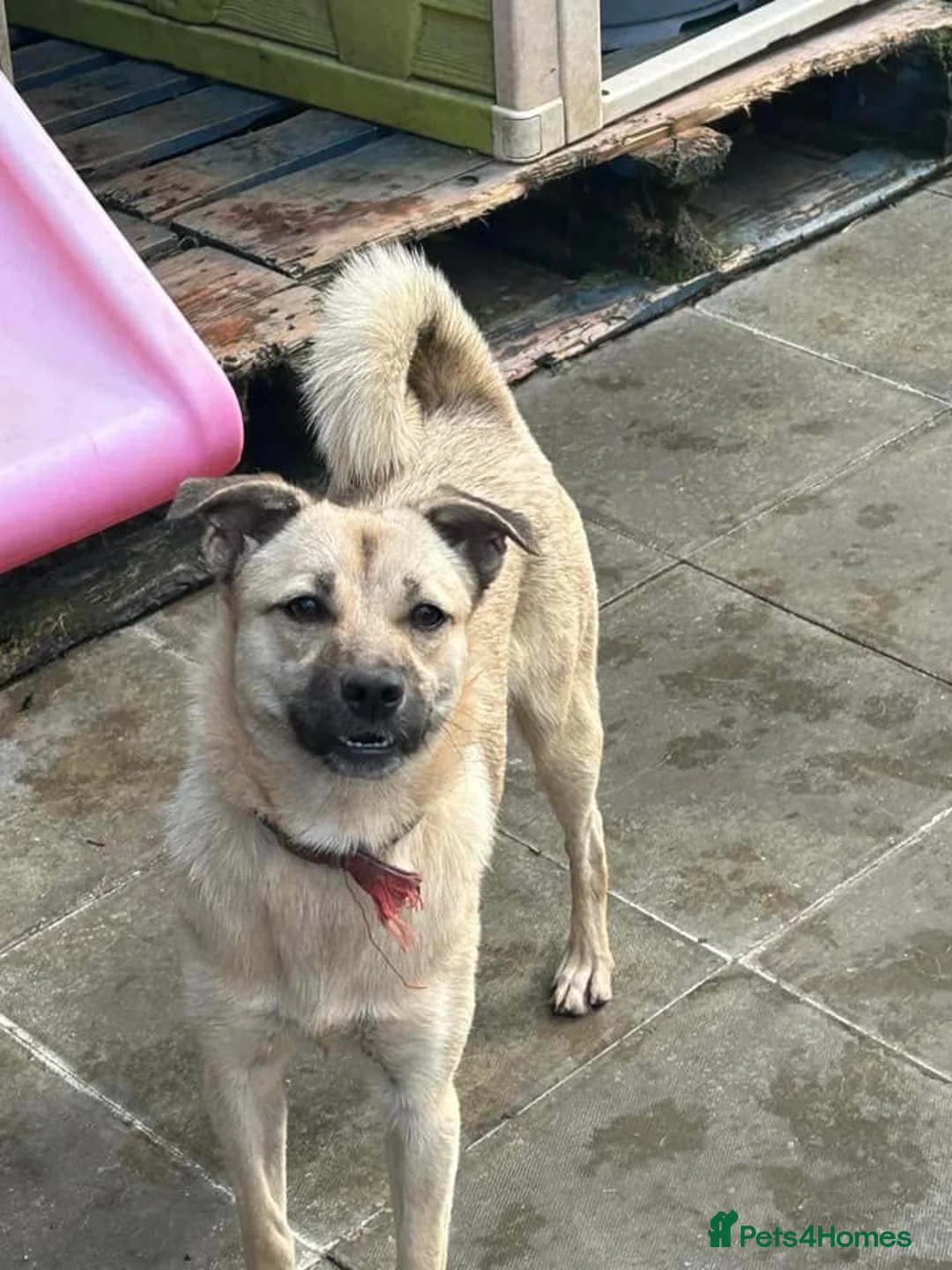 Mixed Breed dogs for adoption: Barbie - Norwich Norfolk  in Norwich - Advert 9