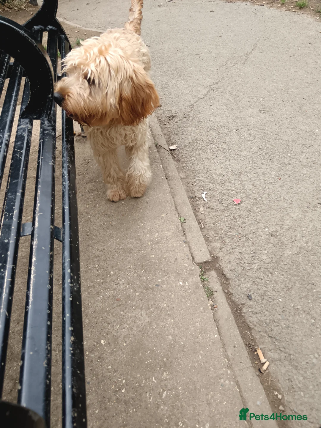 Cockapoo dogs for sale: Cockapoo  - Advert 6