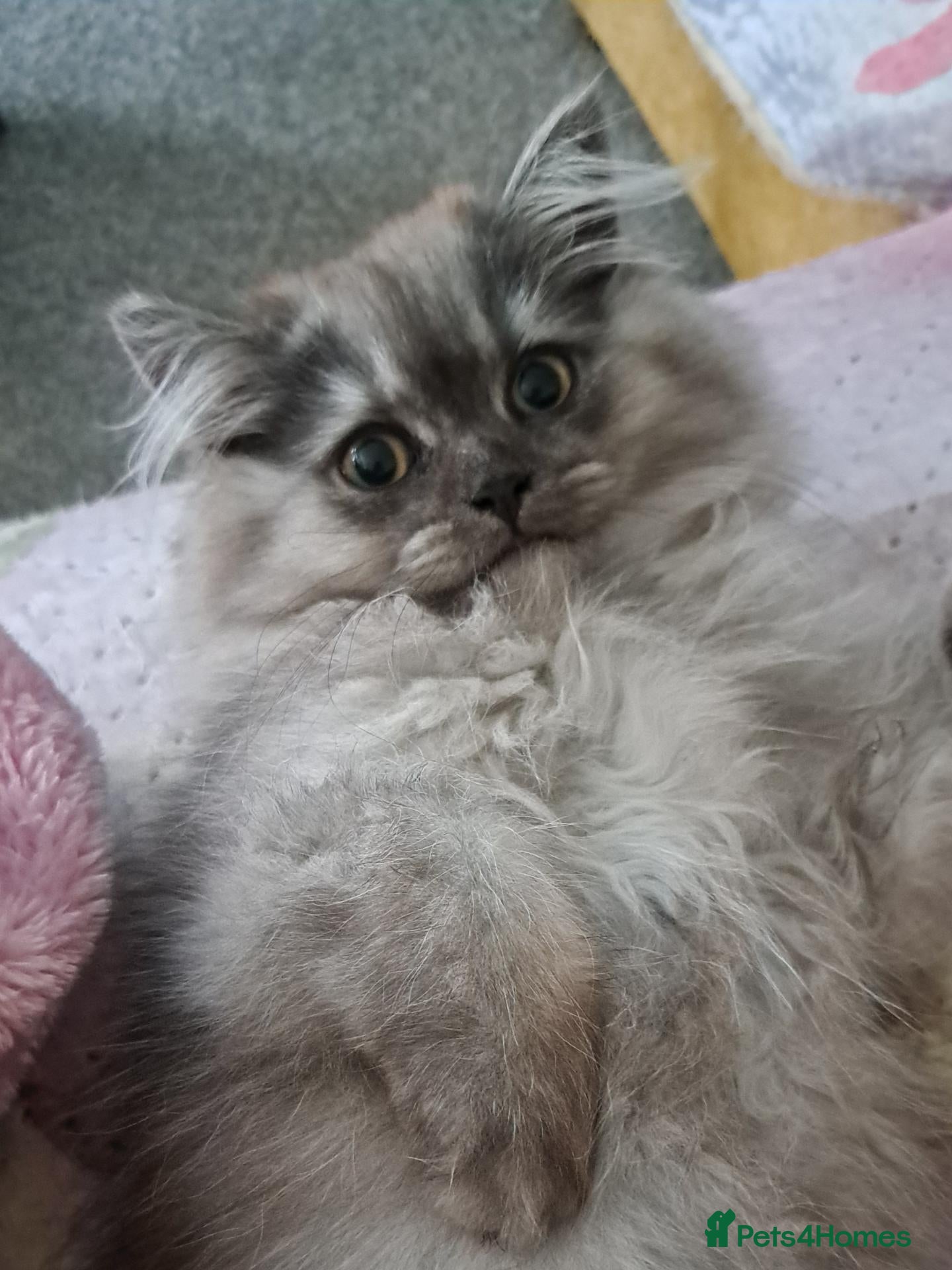 British Longhair cats Last One Gorgeous BLH Kitten - Advert 3