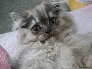 British Longhair cats Last One Gorgeous BLH Kitten - Advert 3