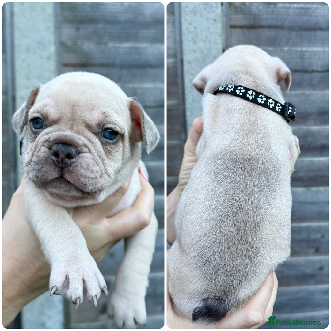 French Bulldog dogs for sale: 10 stunning coloured French bulldogs🐾 - Advert 8