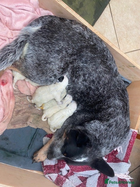 Australian Cattle Dog dogs Australian Cattle Dog Puppies - Advert 1