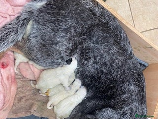 Australian Cattle Dog dogs Australian Cattle Dog Puppies - Advert 13