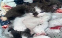 Mixed Breed cats for sale: 1/4 British Shorthair Kittens - Image 5