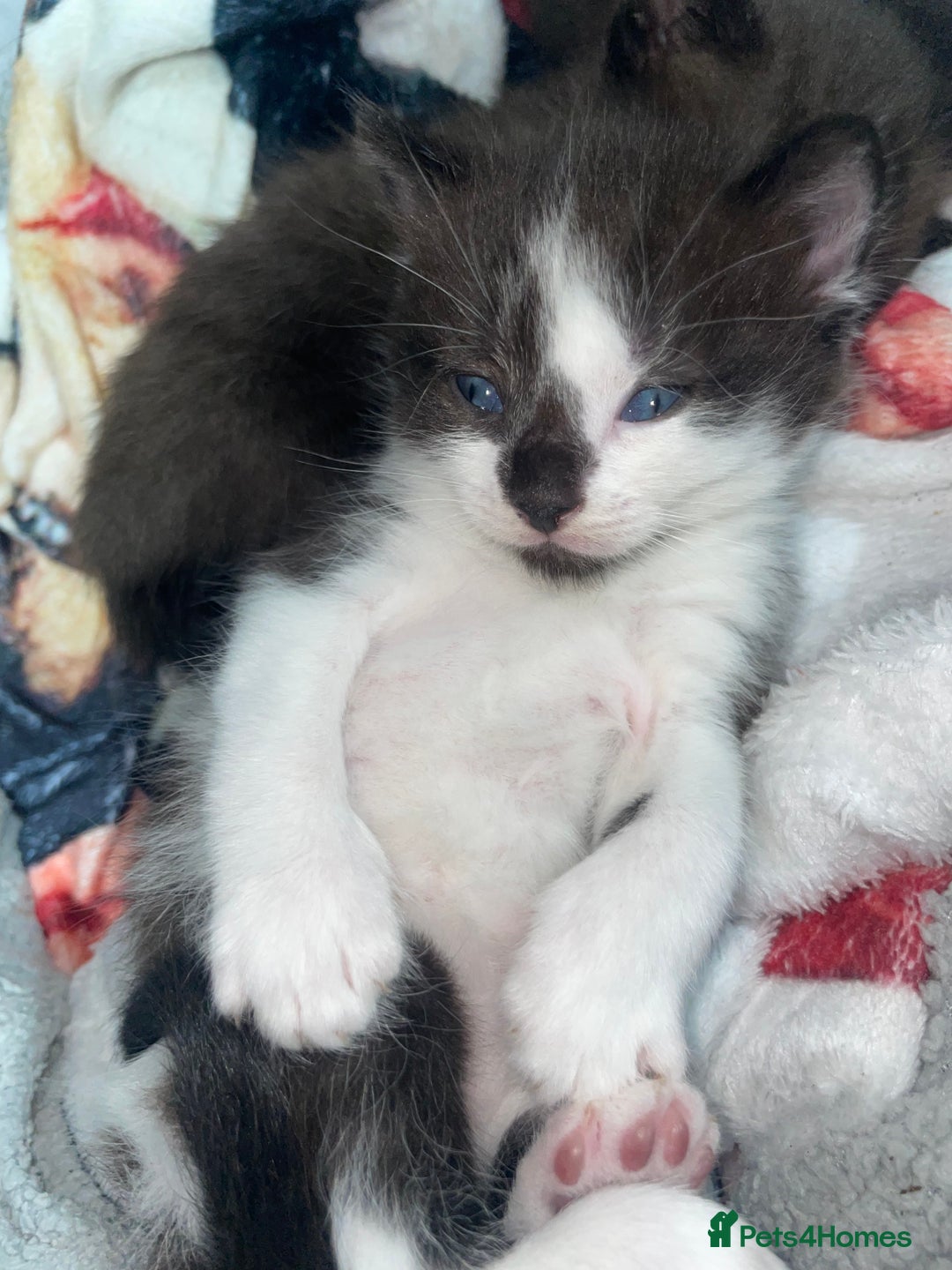 Mixed Breed cats for sale: 1/4 British Shorthair Kittens - Image 5