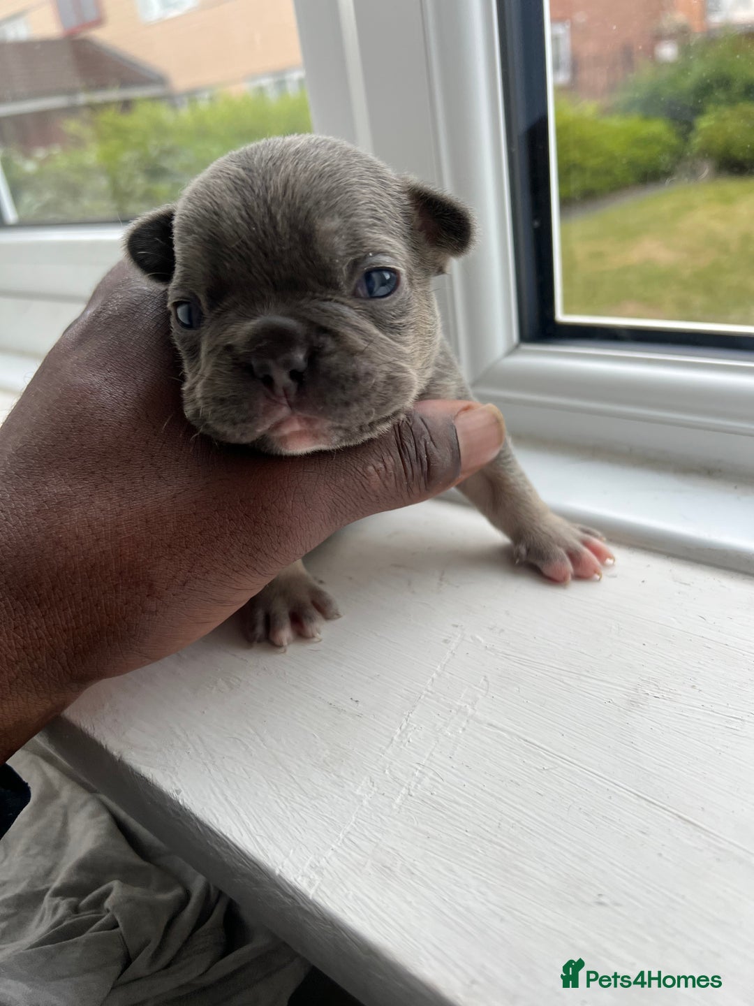 French Bulldog dogs for sale: Two gorgeous French puppies  - Image 2